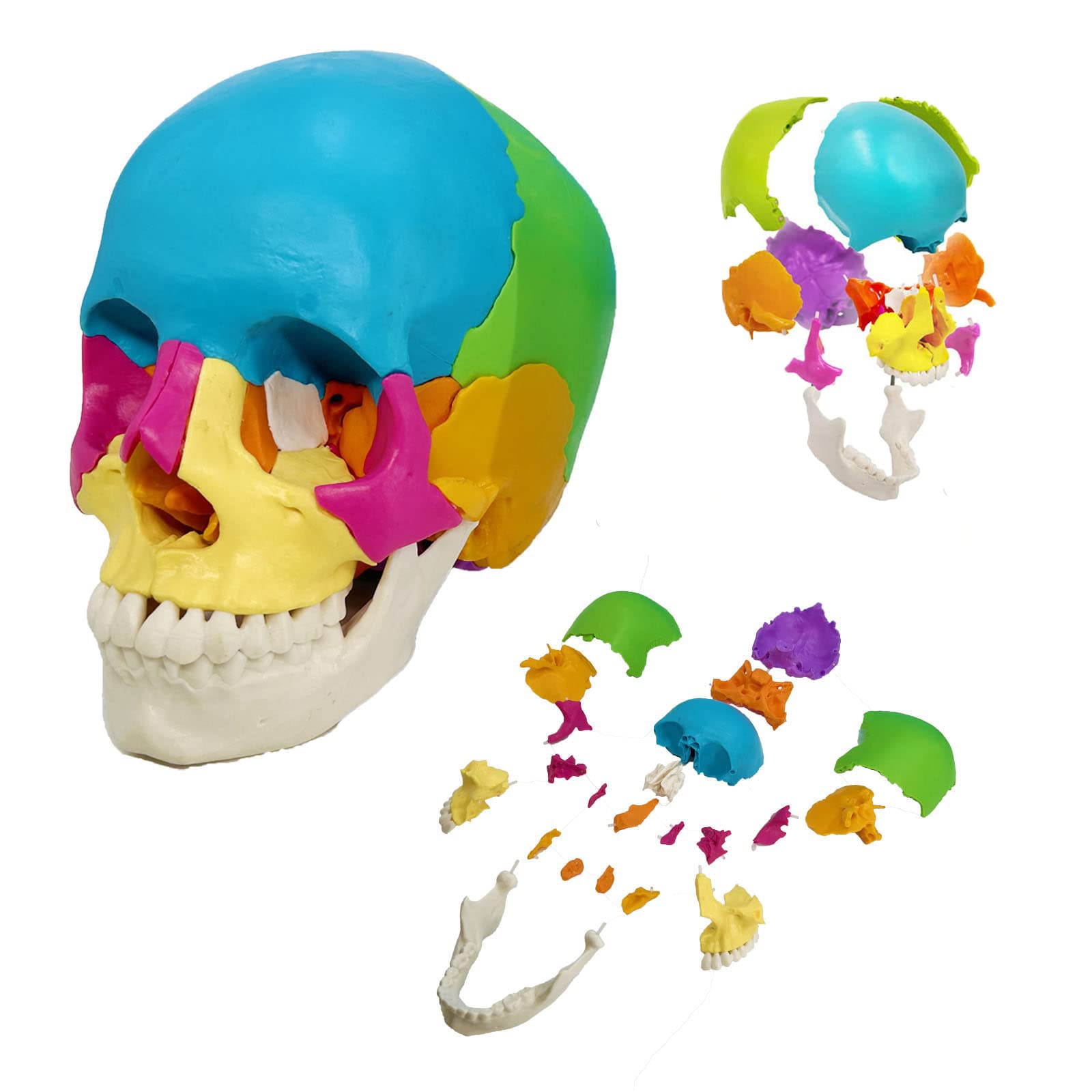 Amazon.co.jp: カラードスカル 22個の骨に分解 本物の人間の頭蓋骨から